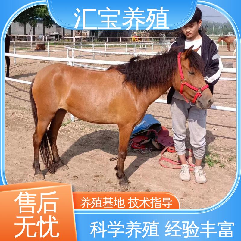 小矮马 包邮包运输 包回收包健康 各种水果都可以吃 