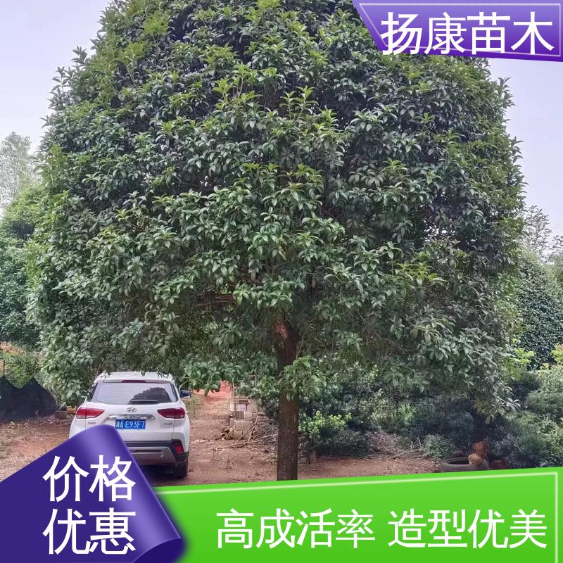 扬康苗木 15公分桂花 园林绿化工程设计 精致美丽 易成活