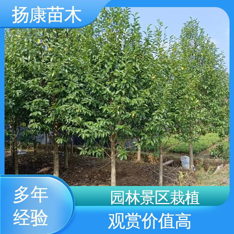 扬康苗木 基地供应 乐 昌含笑 园林景区栽植 观赏价值高