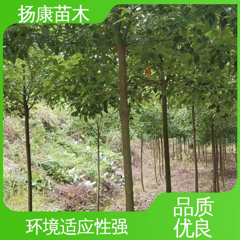 扬康苗木 基地供应 25公分桂花 园林绿化工程设计 枝叶紧密 美丽多姿