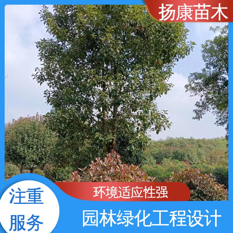 扬康苗木 基地供应 乐 昌含笑 园林庭院造景植物 树形丰富 成活率高