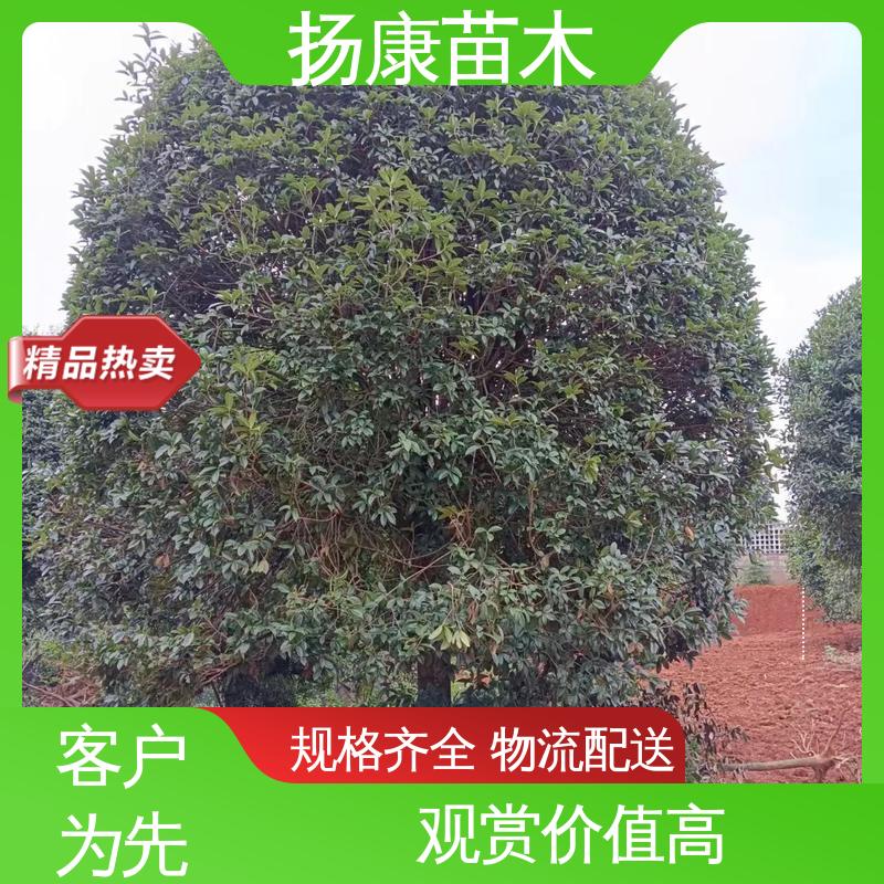 扬康苗木 基地供应 河 南桂花 庭院小区绿化造景树 造型优美 易成活