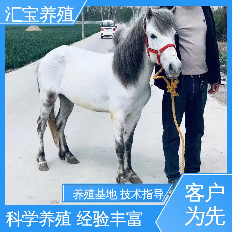  实地引种考察 马术俱乐部 各种水果都可以吃 农家养殖矮马