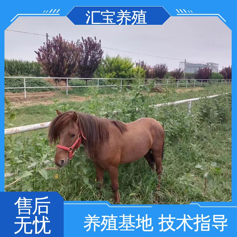 景区观赏 各种水果都可以吃 提供技术指导 宠物矮马 