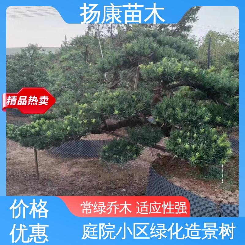 扬康苗木 江 苏罗山松 道路绿化色块苗 精致美丽 易成活