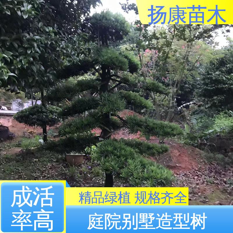 扬康苗木 基地供应 日 本罗汉松 枝叶紧密 美丽多姿