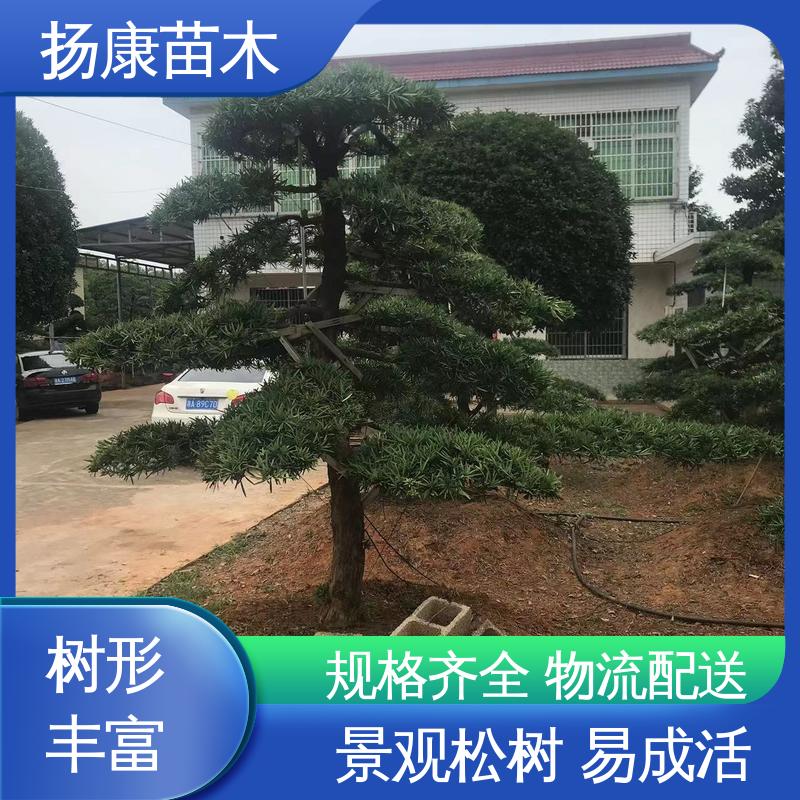 扬康苗木 日 本罗汉松 园林绿化工程设计 高成活率 规格齐全