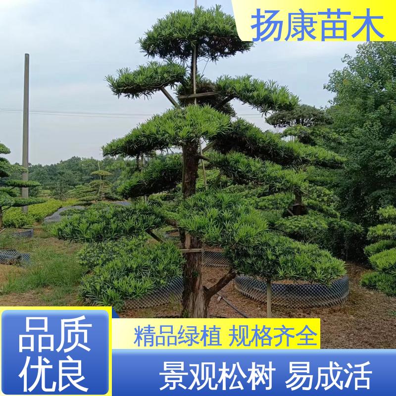 扬康苗木 进口罗汉松 庭院小区绿化造景树 高成活率 规格齐全