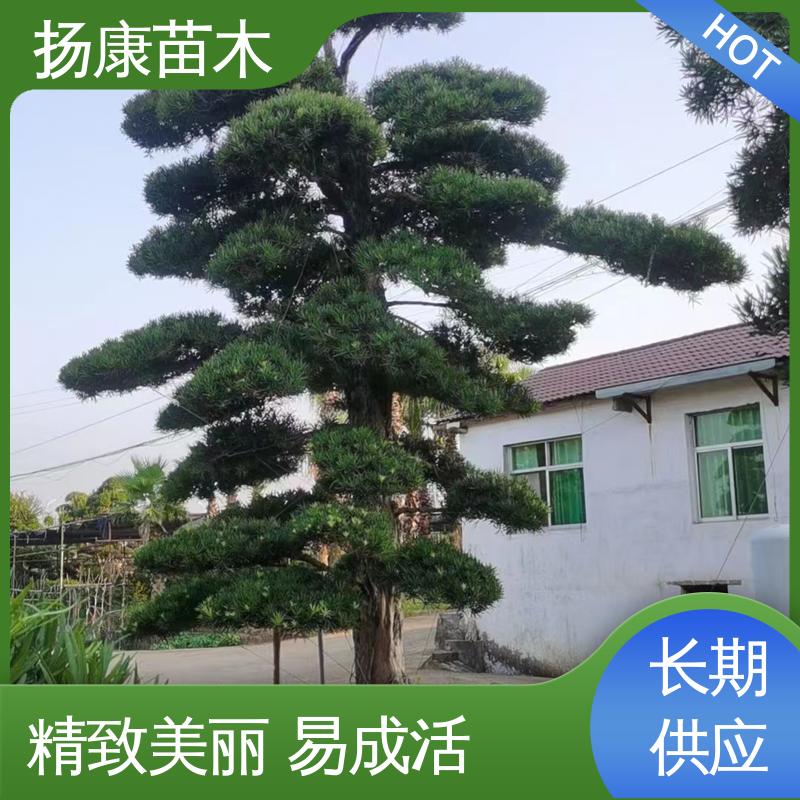 扬康苗木 12公分罗汉松 园林绿化工程设计 高端大气镇宅