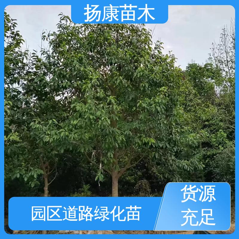 扬康苗木 基地供应 浙 江乐 昌含笑 绿化工程专用苗 高端大气美观