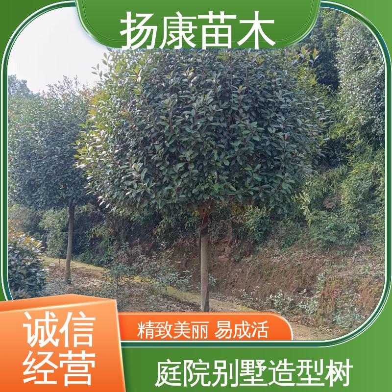 扬康苗木 基地供应 红叶石楠树 园林绿化专用树 高端大气美观