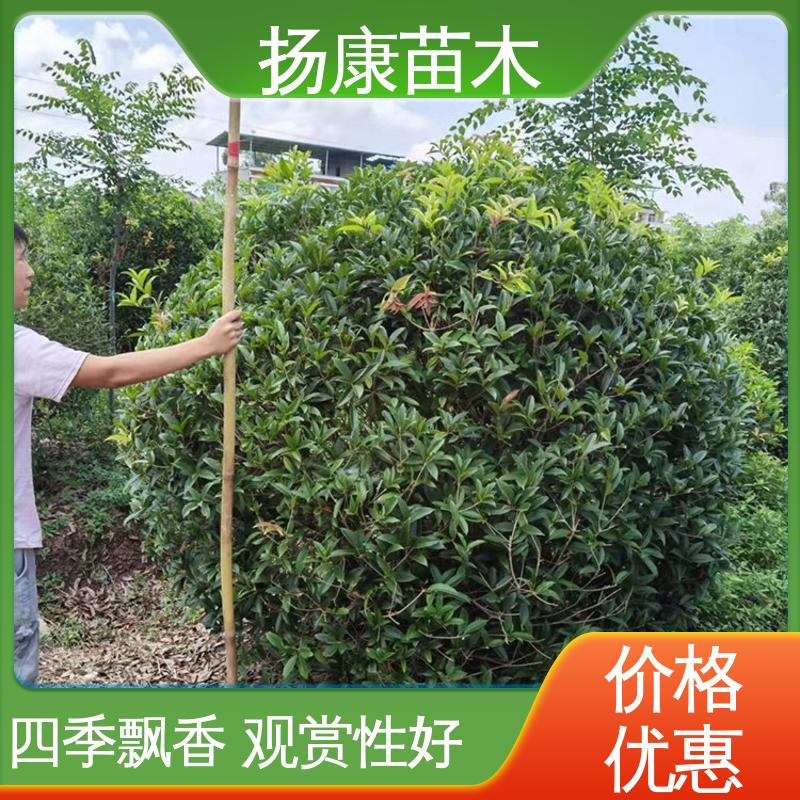 扬康苗木 基地供应 22公分桂花 园区道路绿化苗 观赏价值高