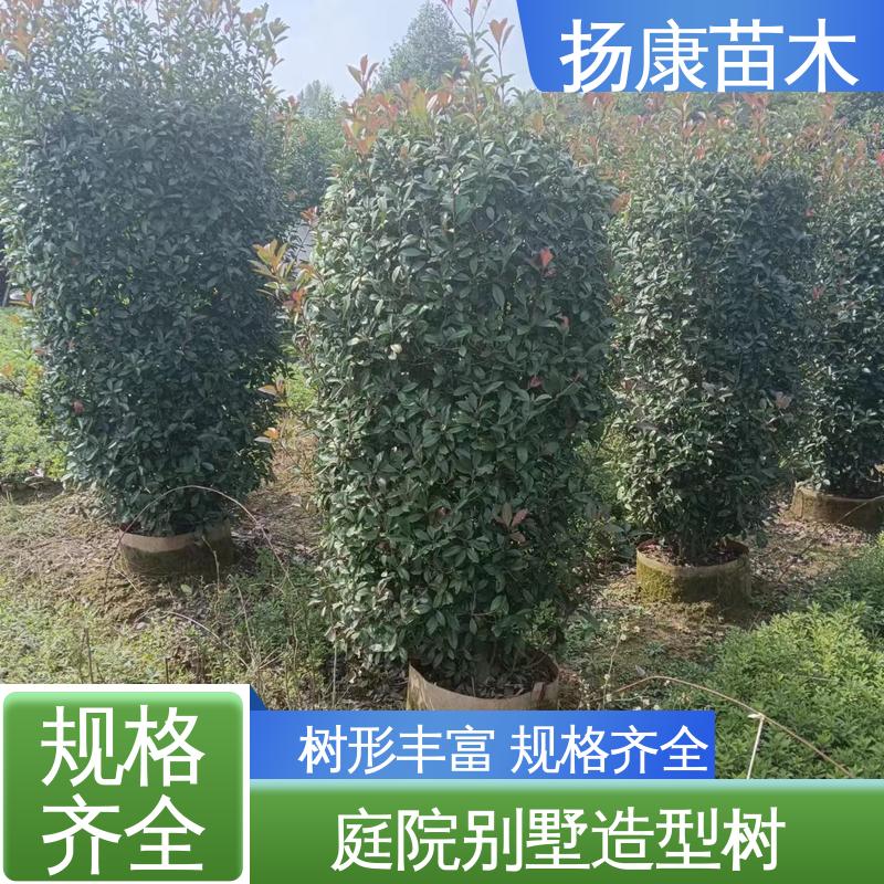 扬康苗木 基地供应 红叶石楠球 道路绿化行道苗 观赏价值高