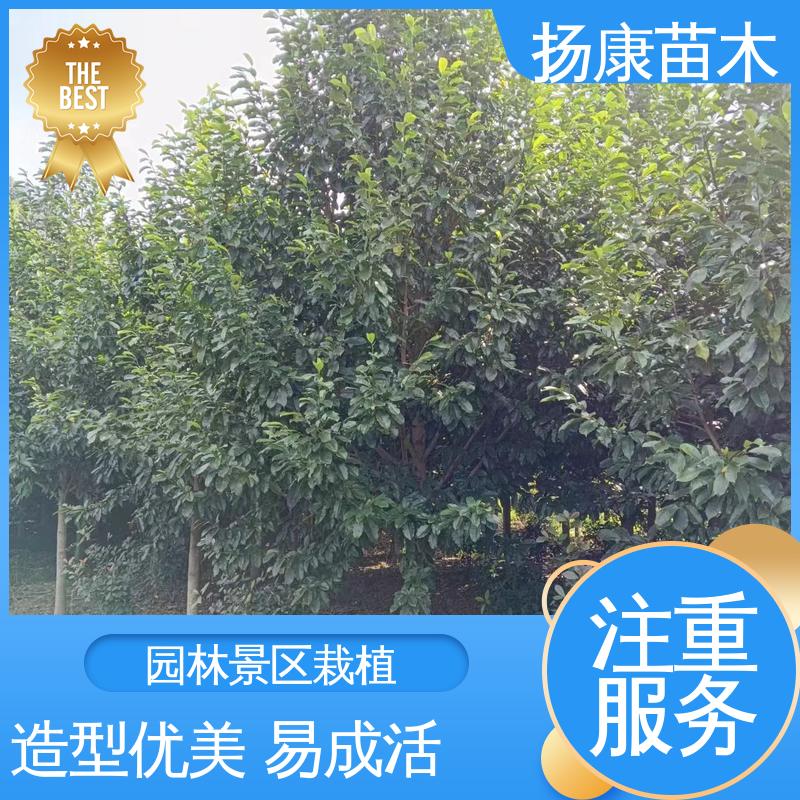 扬康苗木 12公分乐 昌含笑 城市景观绿化树 树形丰富 成活率高