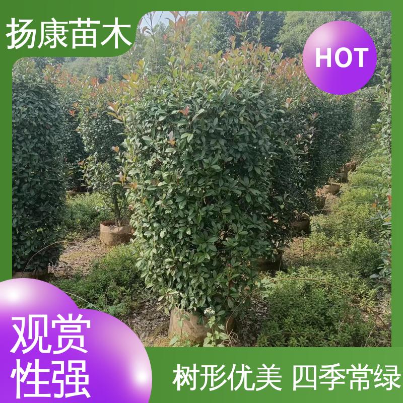 扬康苗木 红叶石楠树 绿化工程行道树 适用性强 规格齐全