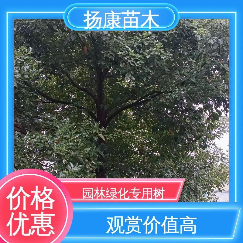 扬康苗木 基地供应 15公分平 昌含笑 园林绿化工程设计 造型优美 易成活
