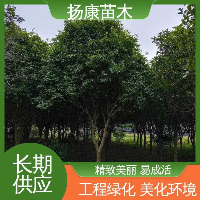 扬康苗木 25公分桂花 园林庭院造景植物 适用性强 规格齐全