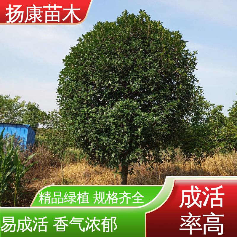扬康苗木 22公分桂花 园林绿化工程设计 精致美丽 易成活