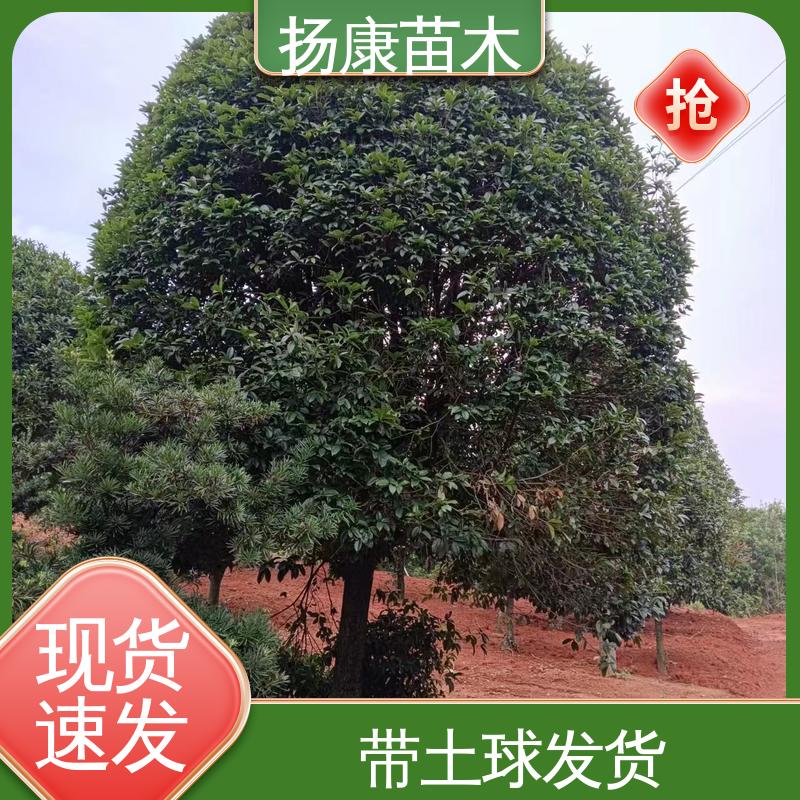 扬康苗木 基地供应 四季桂 月月桂 道路绿化色块苗 精致美丽 易成活