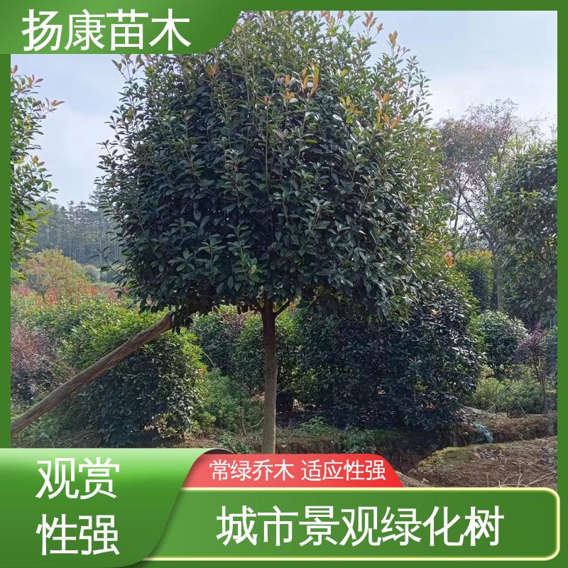 扬康苗木 基地供应 红叶石楠 园林绿化工程设计 高端大气美观