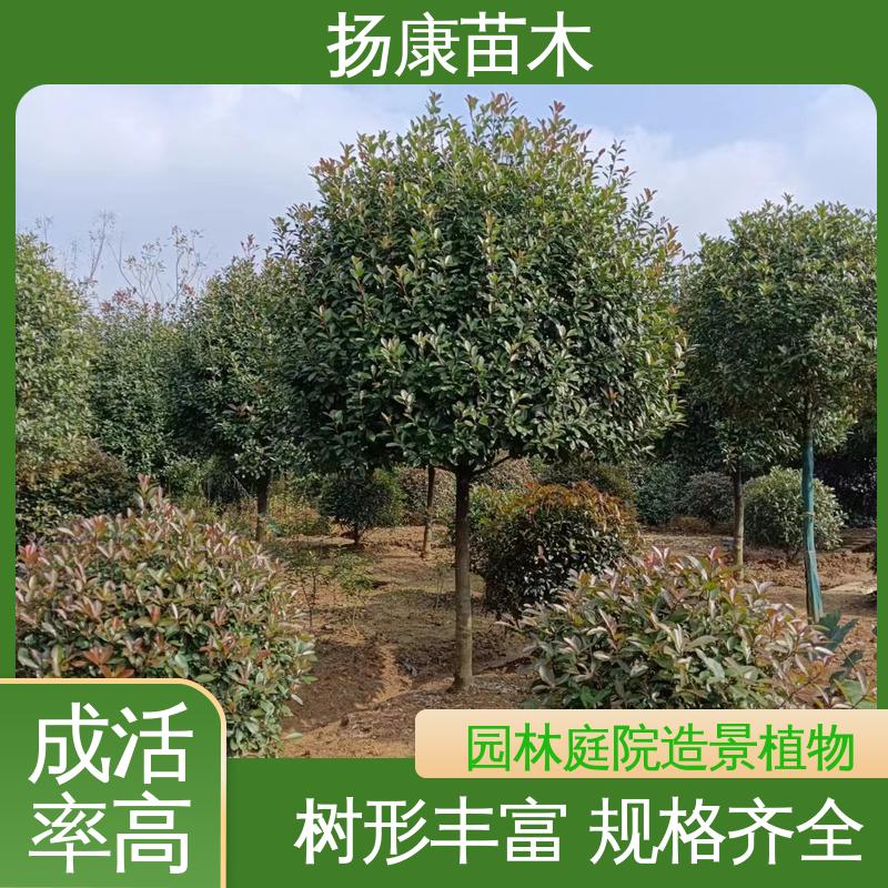 扬康苗木 基地供应 红叶石楠树 园林绿化专用树 枝叶紧密 美丽多姿