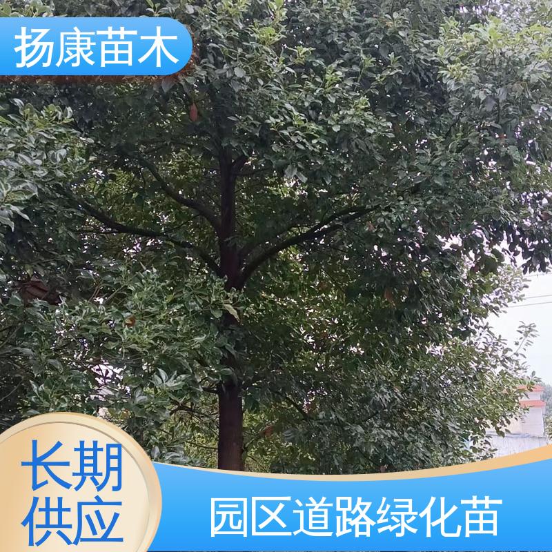 扬康苗木 基地供应 四 川乐 昌含笑 园区道路绿化苗 高成活率 规格齐全