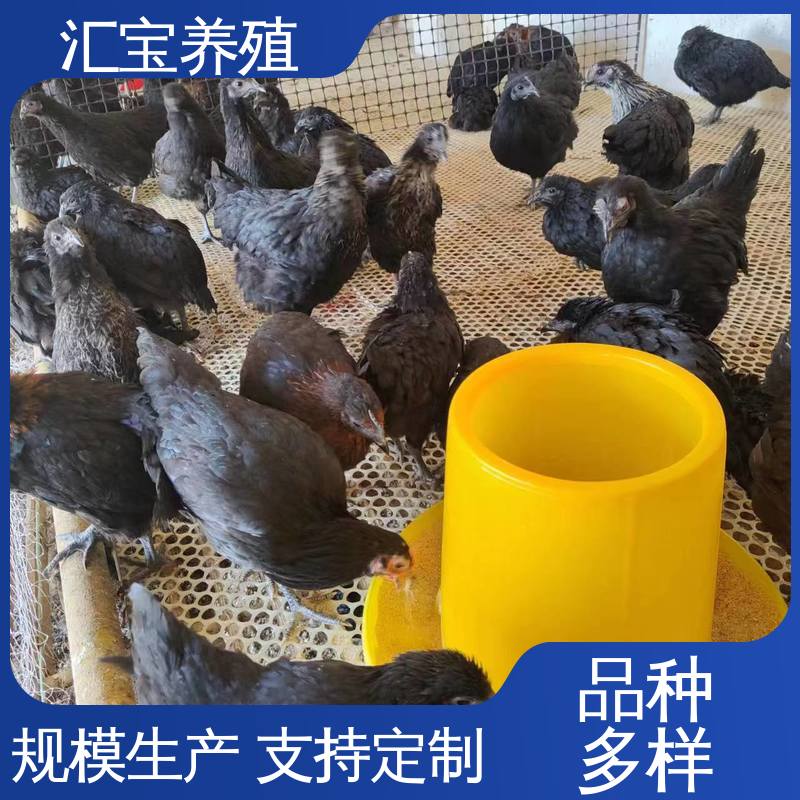 饲料五谷杂粮 6个月产蛋出栏 包邮包运输 芦花鸡苗 火鸡 