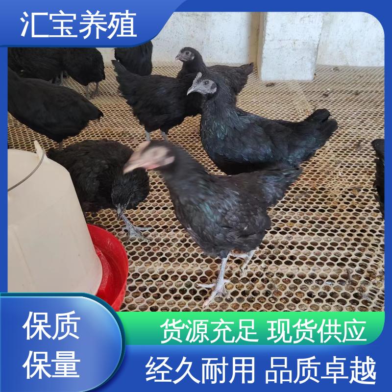 饲养简单 羽毛鲜亮 珍珠鸡苗 五黑鸡 6个月产蛋出栏 