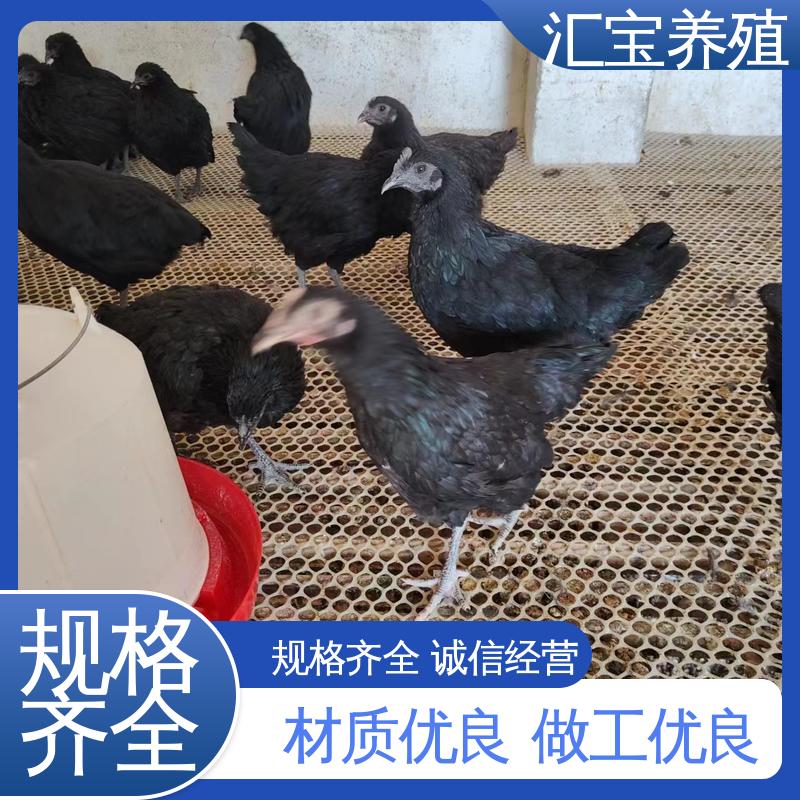  包回收包健康 芦花鸡苗 火鸡 饲养简单 饲料五谷杂粮