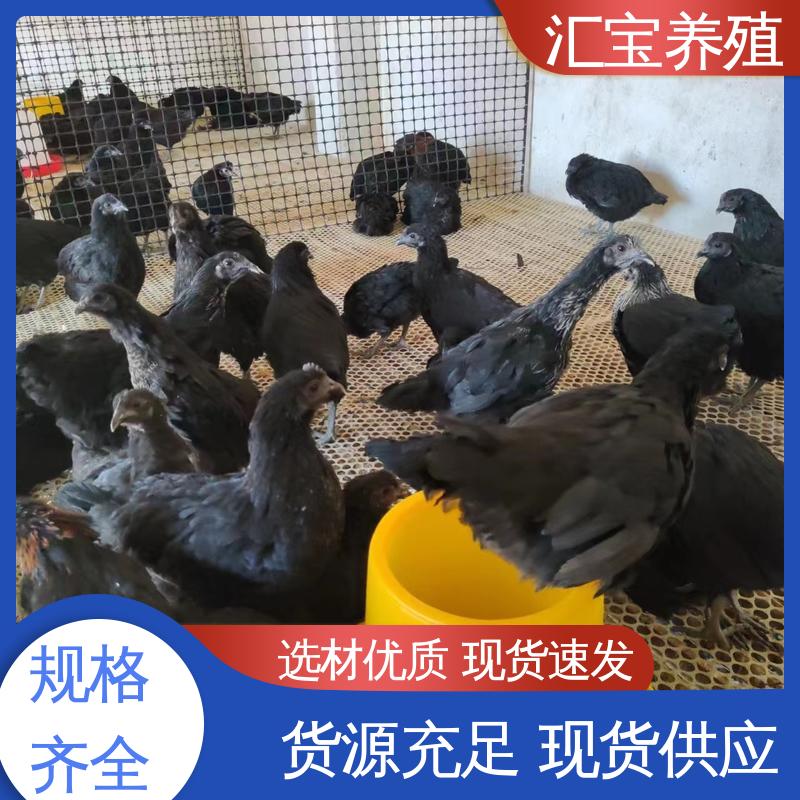  成年下蛋 饲料五谷杂粮 包回收包健康 大红公鸡苗