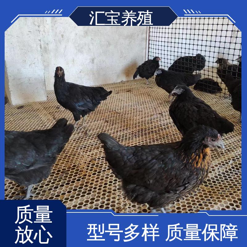 芦花鸡苗 火鸡 饲料五谷杂粮 标本食用 包回收包健康 