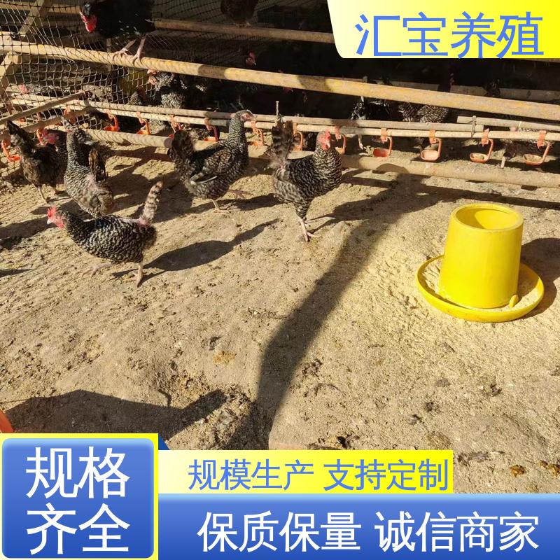  包邮包运输 包回收包健康 羽毛鲜亮 珍珠鸡苗 五黑鸡