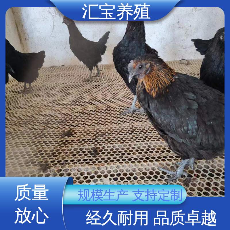  大红公鸡苗 包回收包健康 饲料五谷杂粮 包邮包运输
