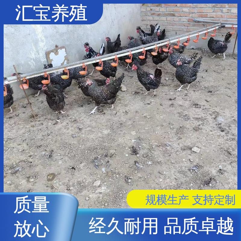  观赏养殖 做种繁殖 婆罗门鸡苗 饲料五谷杂粮 孵化场
