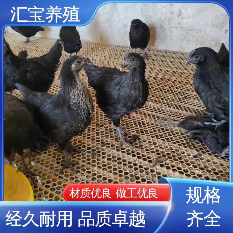  包邮包运输 包回收包健康 大红公鸡苗 景区合作