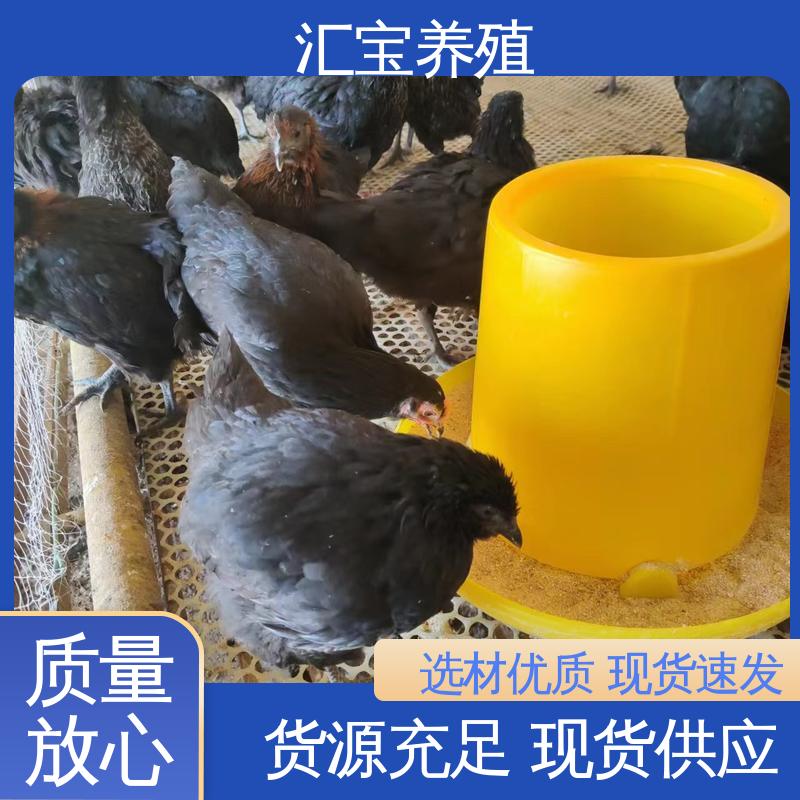  景区合作 不易生病 观赏养殖 做种繁殖 贵妃鸡苗