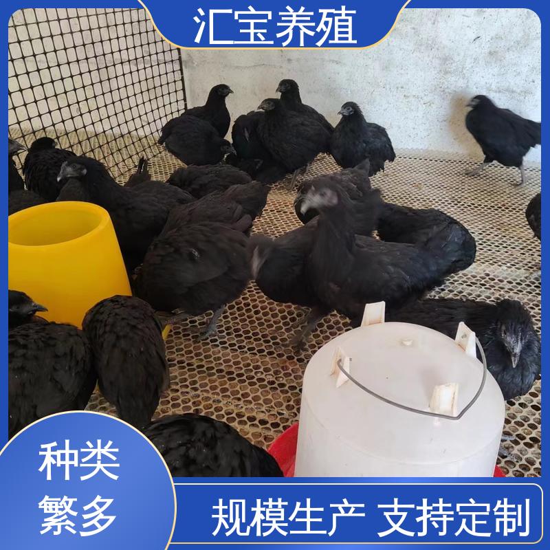  青脚麻鸡苗 羽毛鲜亮 包回收包健康 包邮包运输