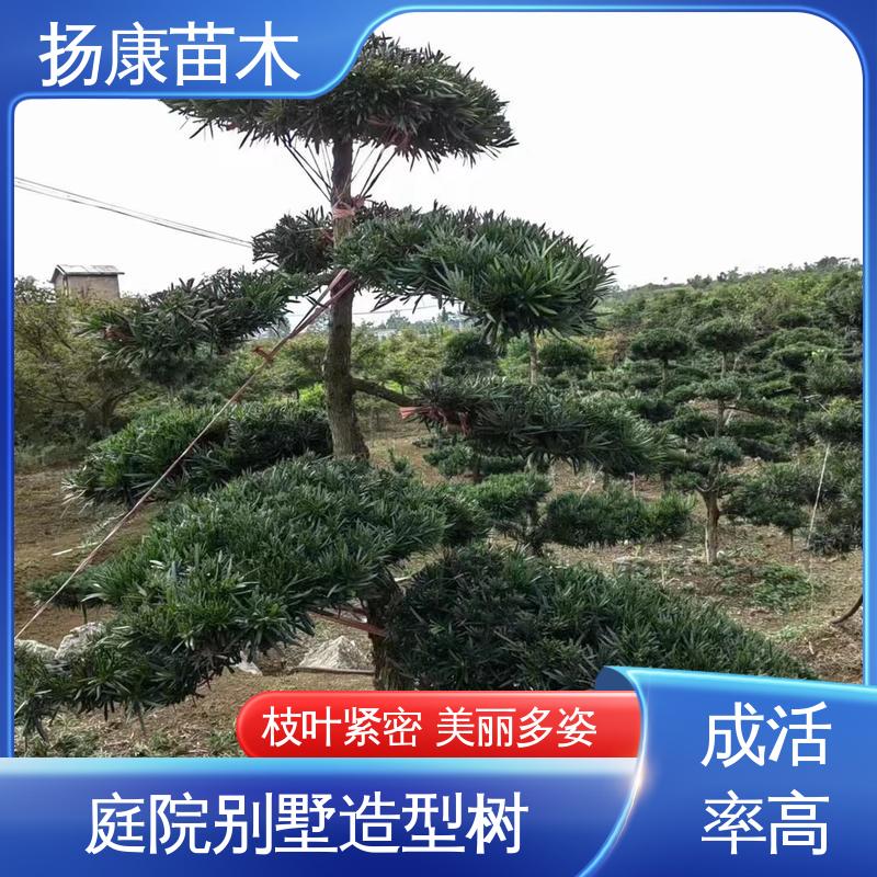 扬康苗木 江 苏罗山松 庭院别墅景观树 适用性强 规格齐全