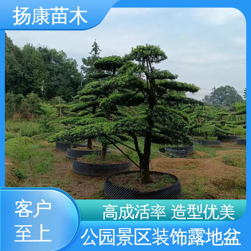 扬康苗木 16公分罗汉松 城市景观绿化树 枝叶紧密 美丽多姿