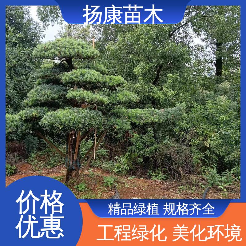 扬康苗木 进口罗汉松 园林绿化工程设计 高端大气镇宅