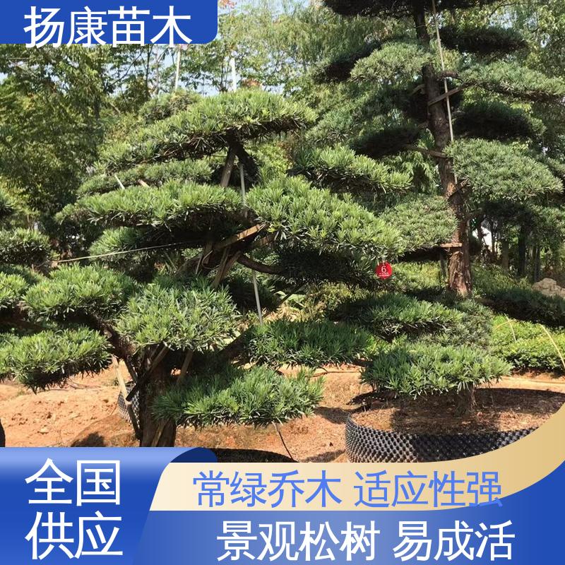 扬康苗木 浙 江罗山松 道路绿化色块苗 枝叶紧密 美丽多姿