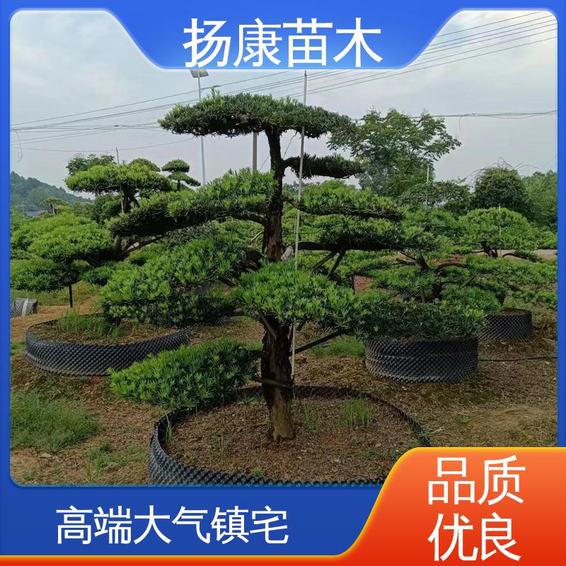 扬康苗木 湖 南罗汉松 公园景区装饰露地盆栽 精致美丽 易成活