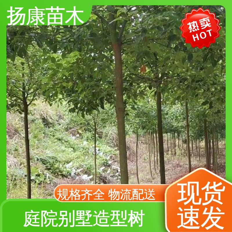 扬康苗木 丛虫桂花 庭院小区绿化造景树 高成活率 规格齐全