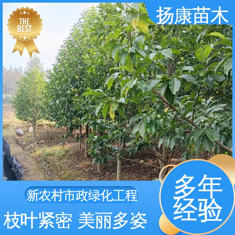 扬康苗木 基地供应 乐 昌含笑 园林绿化专用树 枝叶紧密 美丽多姿