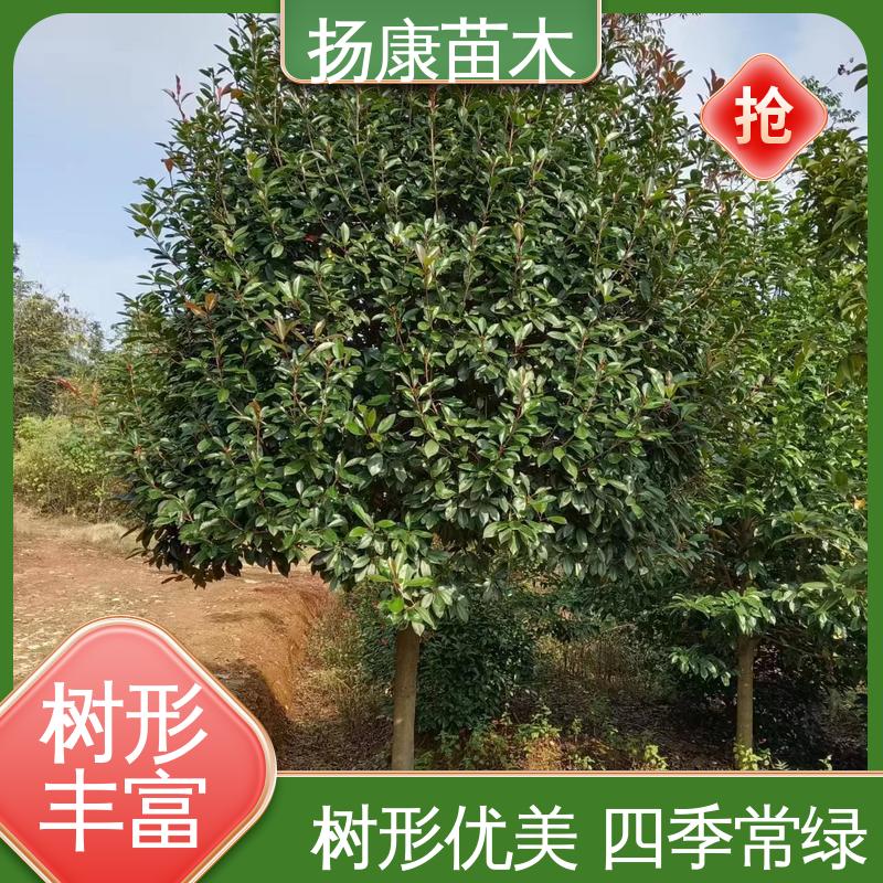 扬康苗木 基地供应 红叶南栓 城市景观绿化树 环境适应性强