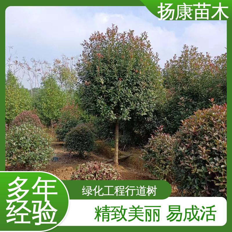 扬康苗木 基地供应 红叶石楠球 庭院小区绿化造景树 环境适应性强