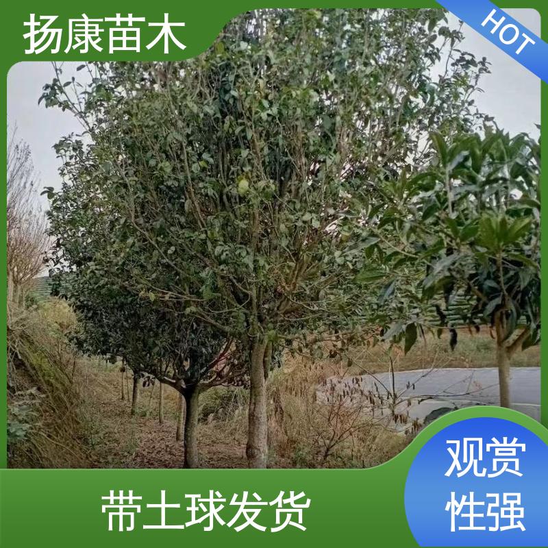 扬康苗木 基地供应 12公分桂花 绿化工程行道树 环境适应性强