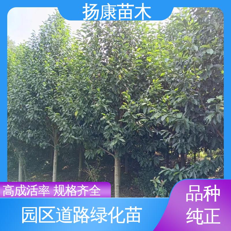 扬康苗木 基地供应 乐 昌含笑批发 园林景区栽植 造型优美 易成活