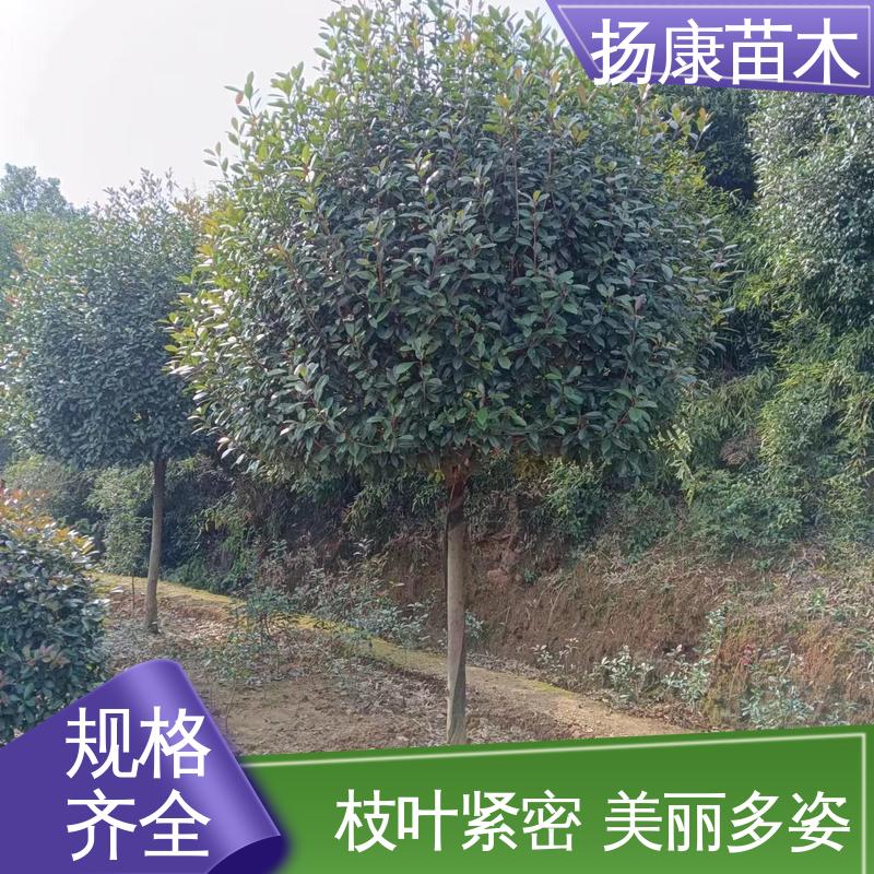 扬康苗木 纸石楠球 园区道路绿化苗 适用性强 规格齐全