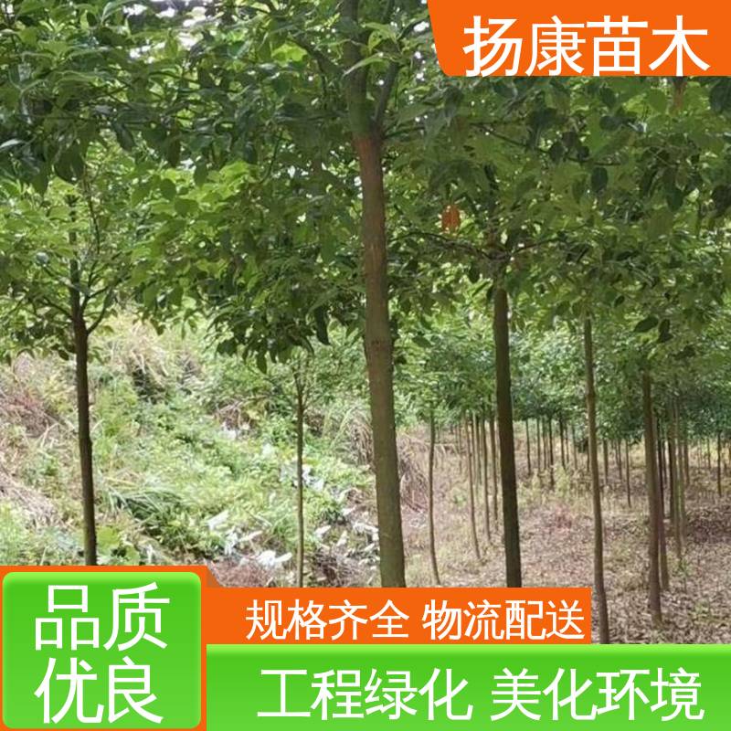 扬康苗木 30公分桂花 绿化工程行道树 高端大气美观